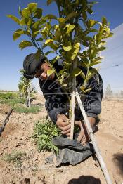 Image du Maroc Professionnelle de  Un ouvrier procède à enlever les rejetons d'un jeune des orangers planté dans un sol  équipé d’un système moderne d'arrosage qui laisse passer l’eau petit à petit, dit "goutte à goutte" dans une nouvelle ferme moderne à Chichaoua, Mardi 27 Février 2007. (Photo / Abdeljalil Bounhar)

